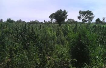 El control de la producción y tráfico de marihuana sigue provocando víctimas en Yby Pytã, Canindeyú.