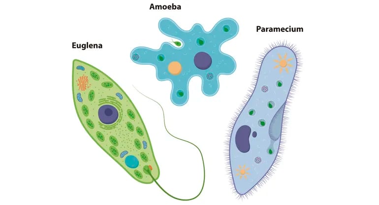 Los protistas son seres unicelulares o pluricelulares.