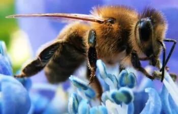 abejas-las-guardianas-del-ecosistema-mundial-que-estan-en-peligro-112037000000-1487610.jpg
