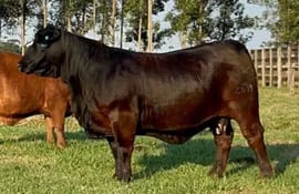 Esta es la vaca Brangus que se vendió en 214 millones de guaraníes y fue adquirida por al Agroganadera Concepción.