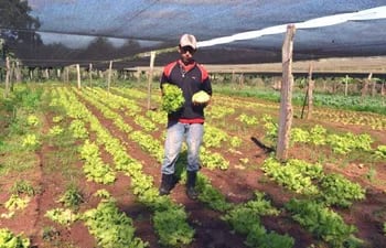 joven-mallorquino-asegura-que-la-horticultura-es-un-rubro-rentable-132351000000-1359573.jpg