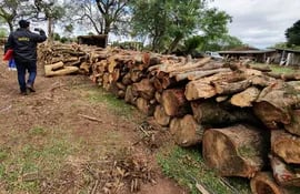 Mades intervino la tala ilegal de árboles en Limpio.