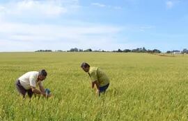 las-plantaciones-de-trigo-estan-en-plena-etapa-de-cosecha-segun-los-productores-la-recoleccion-comenzara-la-proxima-semana--204857000000-1368711.jpg