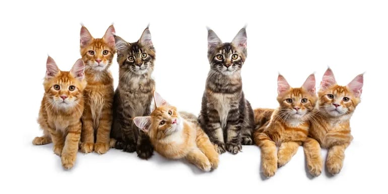 Se dice que los gatos tienen siete vidas, incluso nueve.