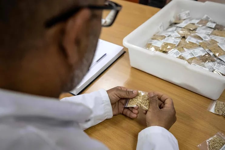 Un investigador del Centro Internacional de Investigación sostiene una bolsa de semillas resistentes en la región de Marchouch, al noroeste de Marruecos.