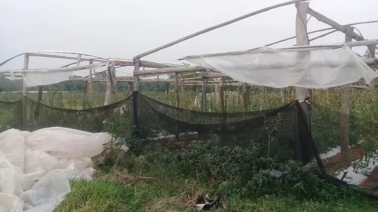 Invernaderos y producciones agrícolas afectados tras fuerte temporal en el Departamento de Caaguazú.