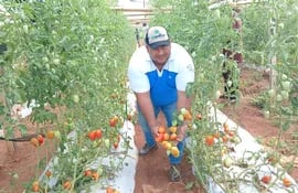El tomatero, Silvio Riveros, mostrando tomates de primera calidad producidas en su finca. (Imagen de referencia).