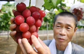 Las uvas rojas contienen una mayor concentración de la molécula resveratrol, que podría estar asociada a un menor desarrollo de diversas células cancerígenas, además de contener otros compuestos nutricionales como las vitaminas C, K y B.