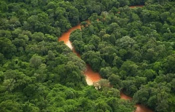 Lo poco que tenemos del Bosque Atlántico se encuentra en riesgo. La inacción del Estado en proteger lo poco que sigue en pie, terminara con la destrucción de los  bosques.