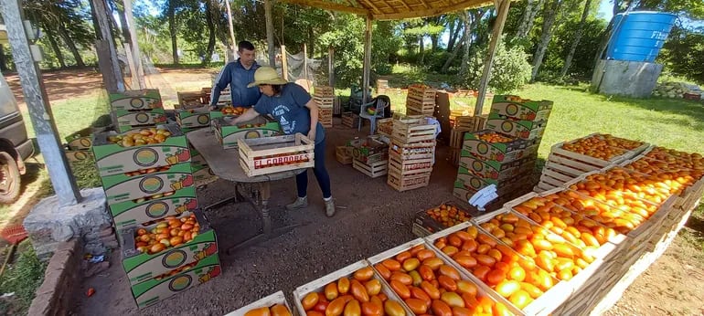 La pareja de productores de la compañía de San Antonio de Coronel Oviedo, Asunción Vento y  Ermelinda Brítez, encajonando los tomates para esperar comprador.