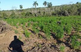 marihuana-cultivo-184228000000-1496875.jpg