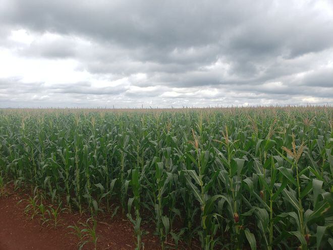 Las recientes lluvias beneficiaron al maíz zafriña, luego del cual se proyecta la siembra del trigo, en el invierno, dijeron productores.
