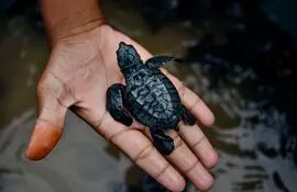 Un hombre sostiene una pequeña tortuga marina.
