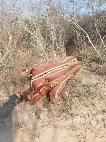 Durante los últimos años, mucha madera se extrajo de la reserva de forma ilegal ante la vista gorda de las autoridades.