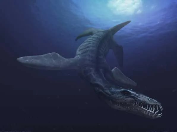 Un cráneo de pliosaurio, el gran depredador de los mares en el Jurásico, se expone por primera vez a partir de esta semana dentro de la colección Etches del Museo de Vida Jurásica Marina en la localidad inglesa de Kimmeridge, en el Reino Unido.