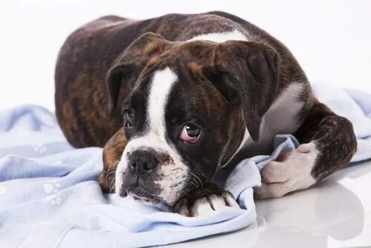 Según informan 1 de cada 4 perros desarrollan algún tipo de cáncer a lo largo de su vida. Las neoplasias malignas son unas de las principales causas de muerte en caninos.