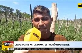 Unos cien mil kilos de tomates podrían perderse