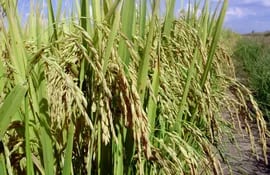 El 84% de la producción de arroz del Paraguay se exporta al Brasil para su industrialización.