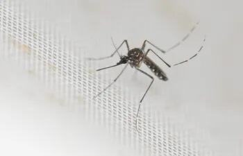 Aedes aegypti mosquito, transmisor del dengue. (Photo by Luis ROBAYO / AFP)