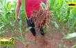Abc Rural: Pasto Brachiaria Ruziziensis con maíz para mejoramiento de suelo