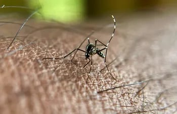 Tanto el dengue como la chikungunya son transmitidos por el mismo vector, por lo que desde el MSPBS insisten en la importancia de eliminar los criaderos, principalmente después de las lluvias.