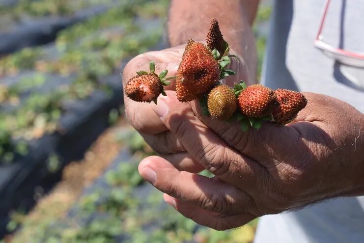 Frutas perdidas en un frutillar de Areguá. El clima adversó dañó la producción de este año.