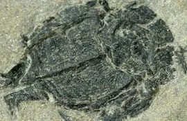 fosil-pez-61843000000-1146327.jpg