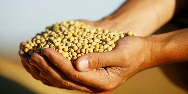 El presidente de la Capeco estimó que más del 30 por ciento de la soja producida en Paraguay acaba en Europa.