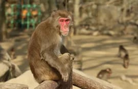 Yakei, una macaca japonesa, se ha convertido en la primera hembra alfa que lidera a un grupo de esta especie de primates autóctona del país asiático en los 70 años de historia de una reserva natural del sur de Japón.