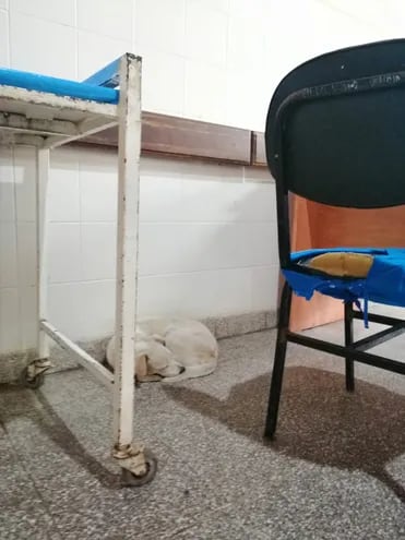 Varios perros que acompañaron a sus dueños, quedaron abandonados en los hospitales tras fallecer sus "humanos".