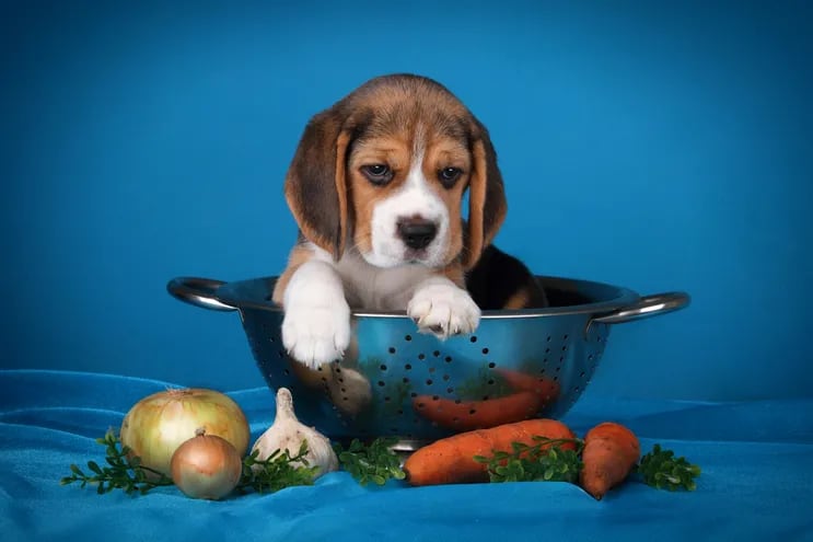 Para evitar que tu perro ingiera tales productos, es esencial informarse debidamente acerca de qué alimentos pueden ser nocivos para él.