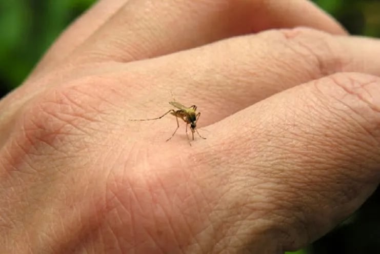 Imagen referencial de un mosquito picando una mano.