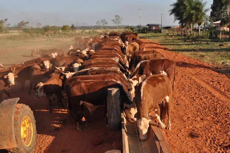 Ganado bovino de Paraguay para exportación, con genética mejorada.