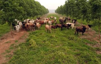 Cría de ganado combinada con producción forestal. conocida como sistema silvopastoril.