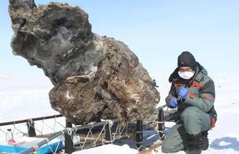 Los restos momificados de un bebé mamut lanudo prácticamente completo, con la piel y el pelo intactos, fueron hallados en unas minas auríferas en el norte de Canadá, en uno de los grandes descubrimientos de estos animales de la era del hielo.
