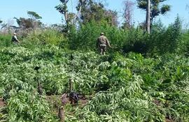 destruyen-plantaciones-de-marihuana-en-caaguazu-182547000000-1304664.jpg