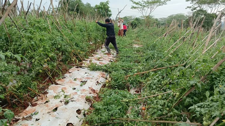 Productores intentando levantar sus cultivos tras los fuertes temporales que azotaron en Coronel Oviedo.