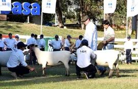 Imagen representativa de la muestra de ovinos, con ejemplares que son juzgados en el ruedo central de la Expo de Roque Alonso, pero la Expo Nacional de Ovinos se realiza en la Regional del Guairá, en Mbocayatý.