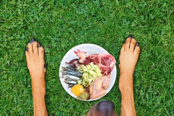 un plato de alimentos frescos: pescado, carne de vaca, de pollo y huevo entre las patas de un perro