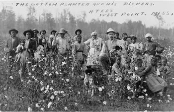 Plantación de algodón en Misisipi, 1908