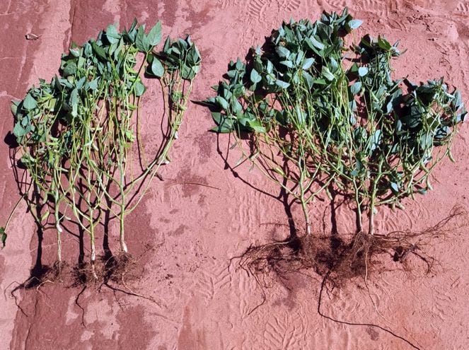 A la derecha una planta con mayor crecimiento, raíz, tallos, nudos y cargado de granos y, a la izquierda, una sin EM1.