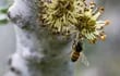 Una abeja recogiendo el polen de la flor del algarrobo. (archivo)