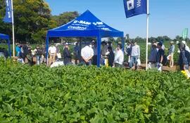 Los ingenieros agrónomos y asesores de las empresas presentaron las variedades de soja y respondieron a las consultas de los productores en la jornada de campo de Sem-Agro.