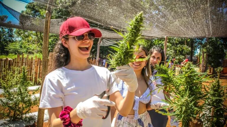 Fotos de las cosechas públicas de cannabis realizadas en Agüerito, San Pedro. Impulsores de actividades buscan fomentar encuentro entre productores y usuarios este domingo en la Plaza Italia de Asunción.