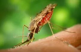 La malaria es potencialmente mortal si no es diagnosticada y tratada a tiempo.
