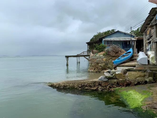 La región de Ribeirao da Ilha, donde los viajeros pueden también convertirse por un día en criadores de ostras gracias a una visita a las decenas de haciendas productoras de mariscos.