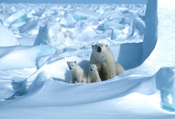 Osos polares en el Mar de Hielo, al noreste de Prudhoe Bay, Alaska.