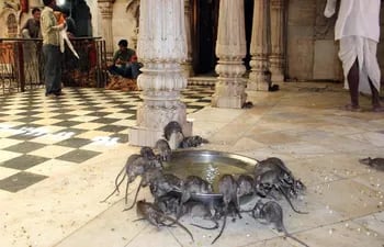 en-el-lugar-viven-varias-ratas-que-segun-los-hindues-son-la-encarnacion-de-la-diosa-karni-mata-efe-212735000000-1124286.jpg