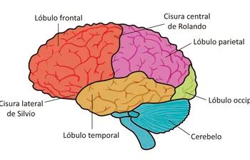 Corteza cerebral