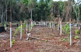 Mudas de plantas de especies nativas que fueron plantadas por Itaipú en Puerto Indio